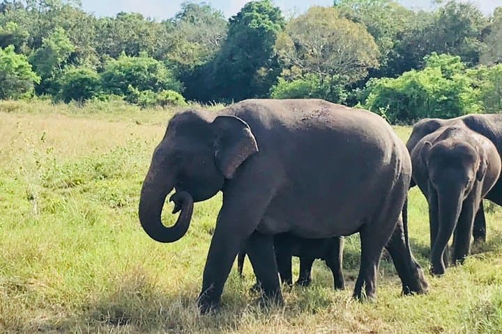 Minneriya Safari: Watching Sri Lanka's Elephant Gathering