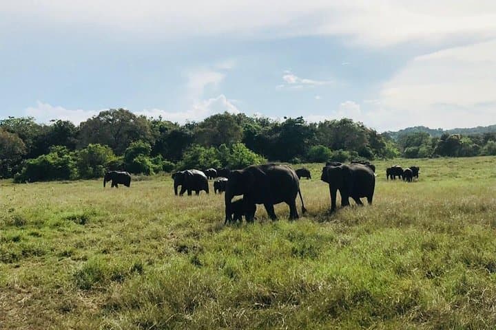 Minneriya Safari: Watching Sri Lanka's Elephant Gathering photo 2