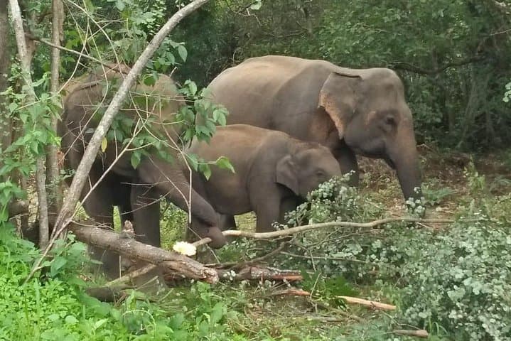 Minneriya Safari: Watching Sri Lanka's Elephant Gathering photo 4