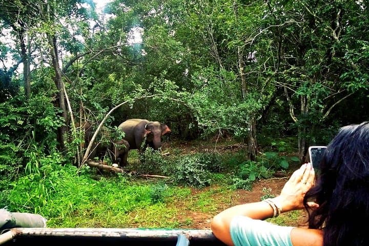 Minneriya Safari: Watching Sri Lanka's Elephant Gathering photo 5