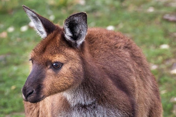 Kangaroo Island Shore Excursion: Scenic Trails, Seal Bay, and Flinders Chase in a Day photo 2