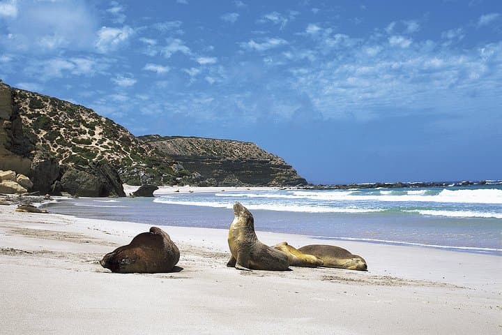 Kangaroo Island Shore Excursion: Scenic Trails, Seal Bay, and Flinders Chase in a Day photo 3