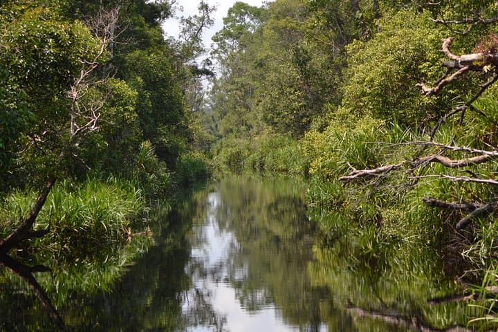 5-Day Tanjung Puting Orangutan Jungle Trail — Klotok Boat, Camp Leakey & Lowland Rainforest photo 5