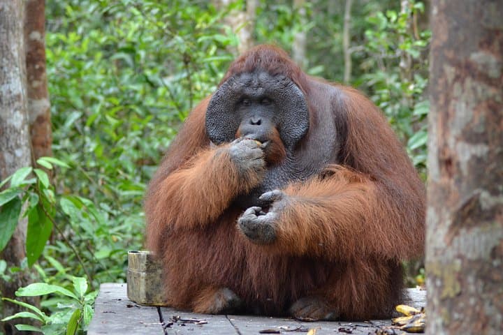 Klotok Day Trip to Tanjung Puting: Orangutan Adventure from Kumai photo 4