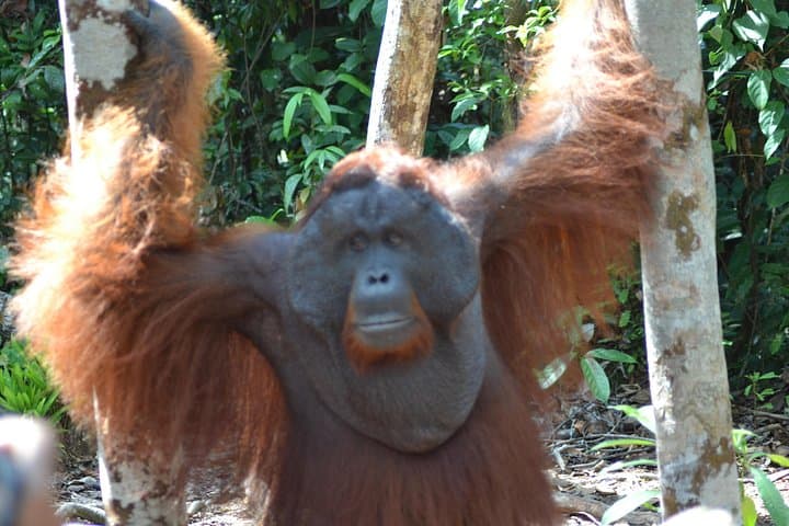 Klotok Day Trip to Tanjung Puting: Orangutan Adventure from Kumai photo 5