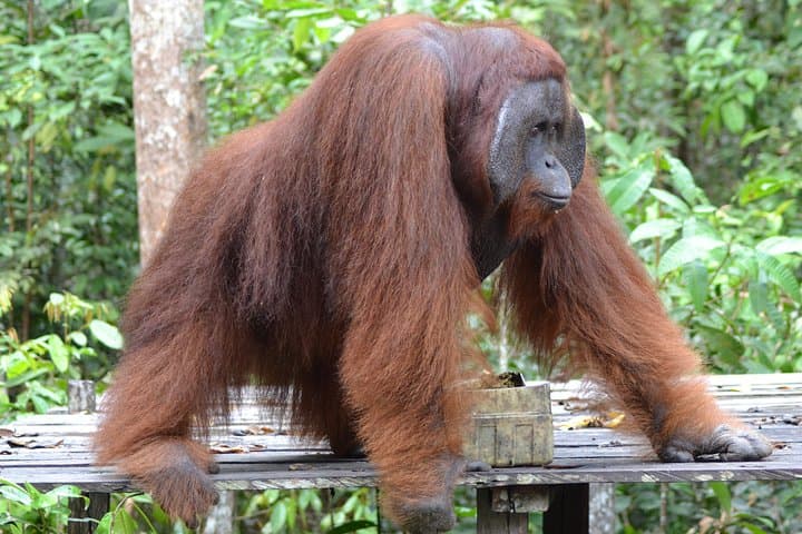 Klotok Day Trip to Tanjung Puting: Orangutan Adventure from Kumai photo 6