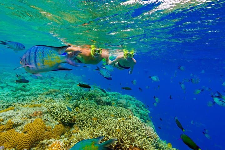 Explore Punta Cana’s Marine Wonders: Snorkeling, Sharks, and Stingrays photo 3