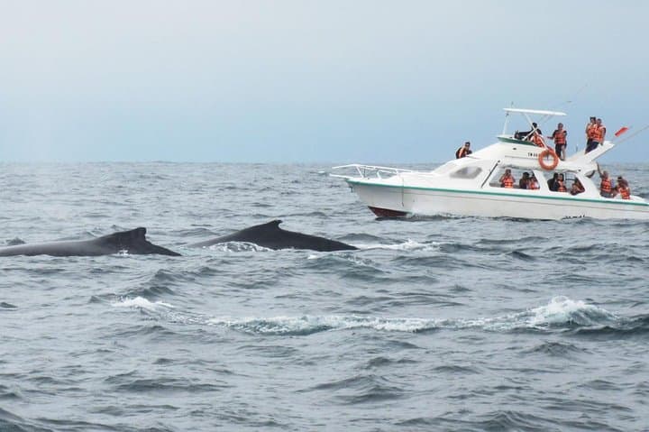 Whale Watching & Samana Eco-Tour: Humpbacks, Cayo Levantado and Limón Waterfall photo 5