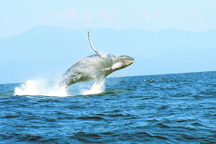 Whale Watching & Samana Eco-Tour: Humpbacks, Cayo Levantado and Limón Waterfall photo 3