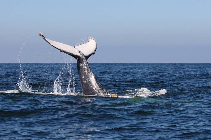 Whale Watching & Samana Eco-Tour: Humpbacks, Cayo Levantado and Limón Waterfall photo 4