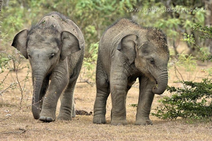 Private Yala National Park Safari — Early-Morning Jeep Tours for Leopards, Elephants & Sloth Bears photo 5