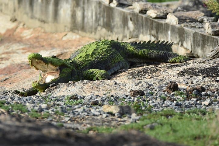Front-Line Early Morning Leopard Safari in Yala National Park photo 3