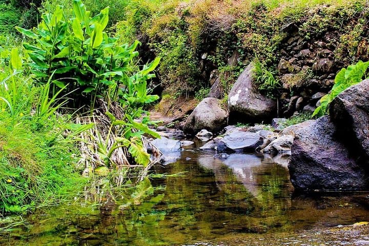 Vale das Mimosas Levada Walk: Machico's Easy 6.5 km Valley Trail photo 3
