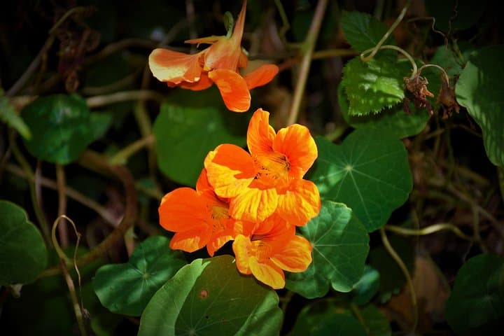 Serra do Faial Levada Walk: Paradise Valley to Rochão — Madeira Garden Walk photo 4
