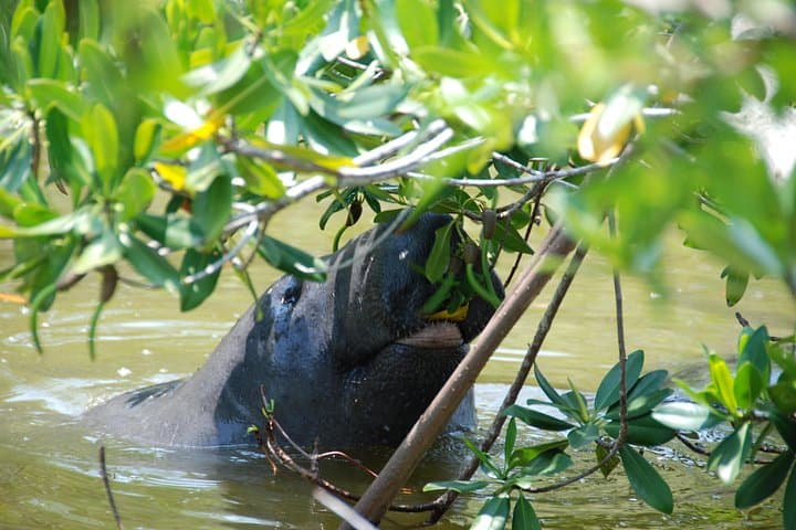 Private Eco Boat Tour from Naples Bay to Keewaydin Island (Half-Day) photo 3