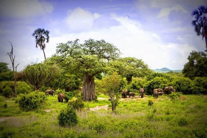 Day Safari in Ruaha National Park: Remote Wildlife and Baobab Vistas