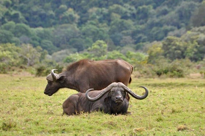 6-Day Tanzania Safari: Tarangire, Serengeti, Ngorongoro & Lake Manyara Adventure