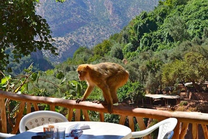 Ouzoud Waterfalls Day Trip from Marrakech — North Africa's Highest Falls photo 6