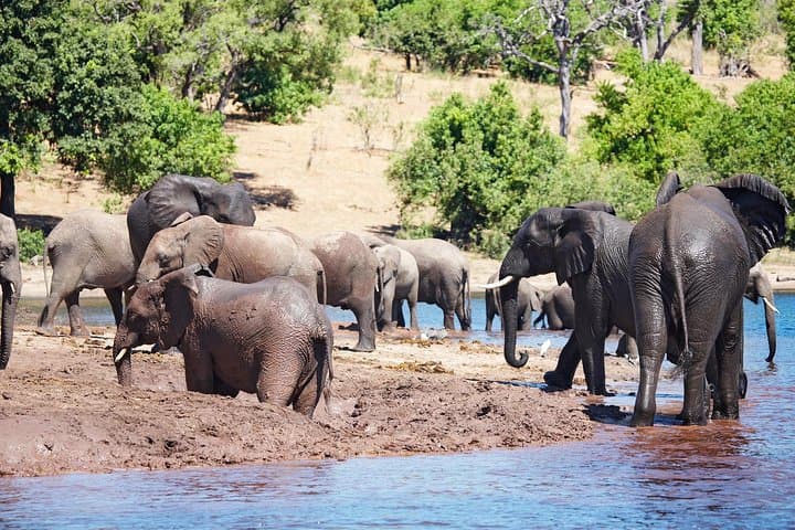 Full-Day Zambezi National Park Golden Safari from Victoria Falls photo 2