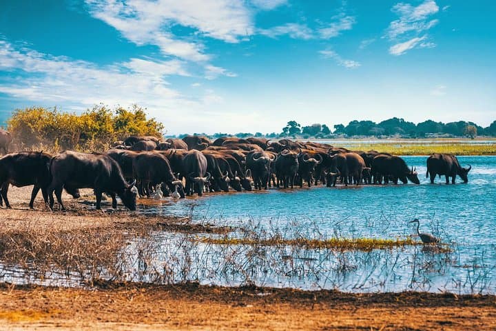 Full-Day Zambezi National Park Golden Safari from Victoria Falls photo 4