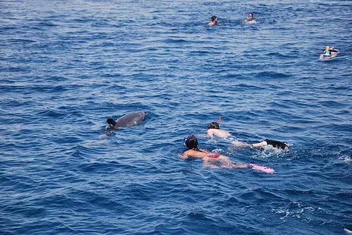 Dolphin's House Snorkeling Day Trip from Hurghada — Lunch & Banana Boat photo 2