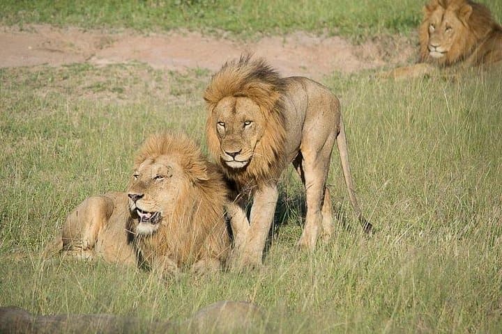 Private Full-Day Kruger Park Safari from Hazyview or Skukuza photo 4