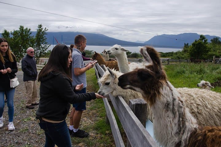 Frutillar, Puerto Varas & Petrohué Waterfalls Day Trip from Puerto Montt photo 6