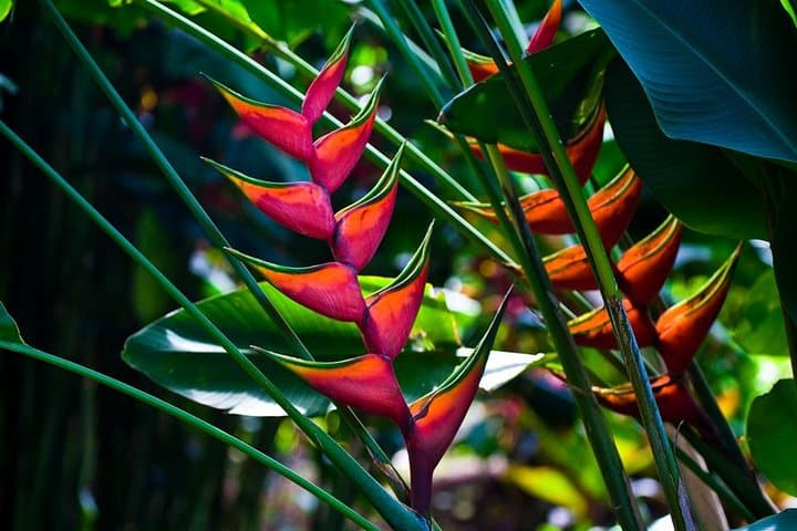 Manoa Waterfall Hike: Rainforest Walk, Waikiki Pickup & Tantalus Lunch photo 6