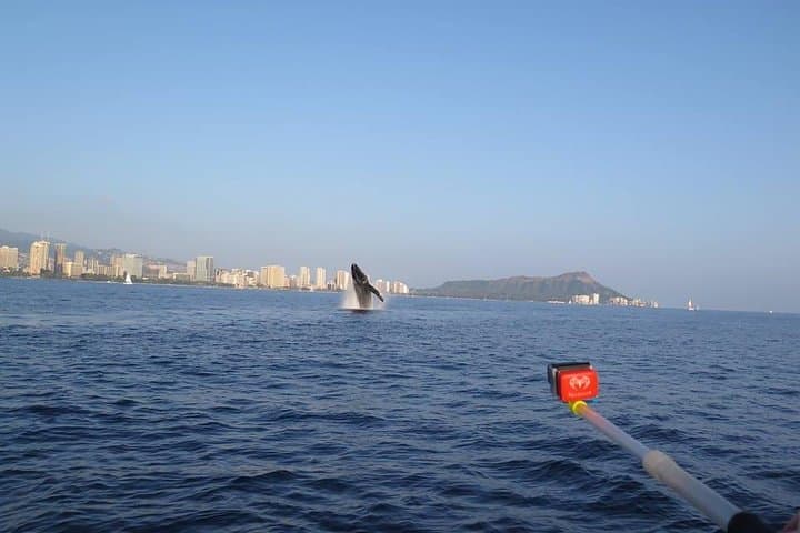 Waikiki Sunset Whale Watch: Humpback Cruise with Whale-Guarantee photo 3