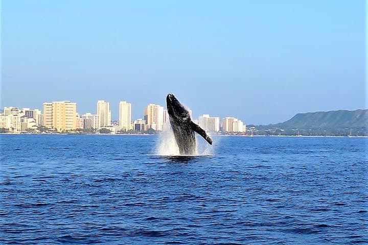 Waikiki Sunset Whale Watch: Humpback Cruise with Whale-Guarantee