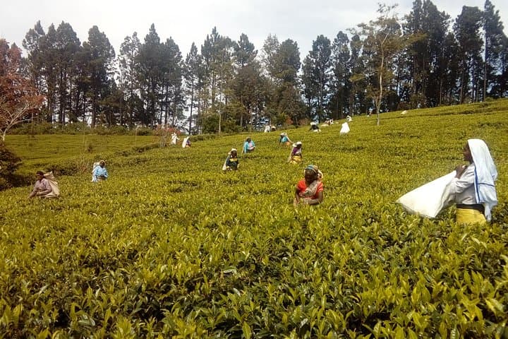 Trekking and Picnic Through Sri Lanka's Uva Tea Plantations photo 3