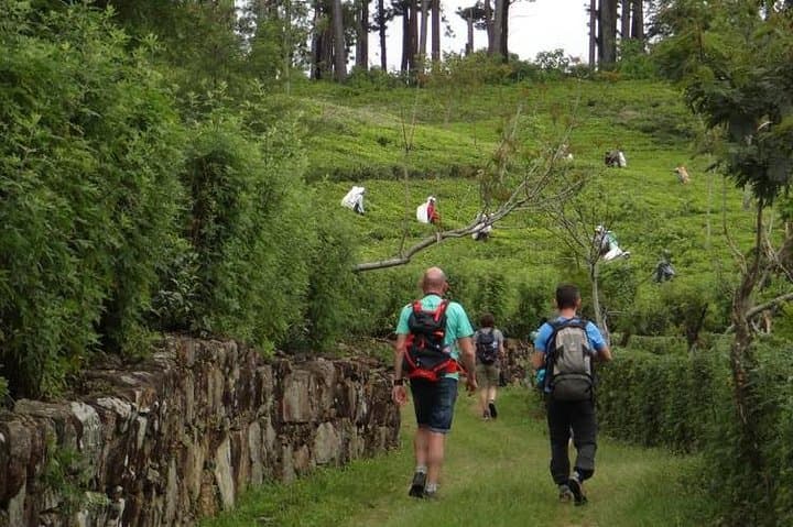 Trekking and Picnic Through Sri Lanka's Uva Tea Plantations photo 5