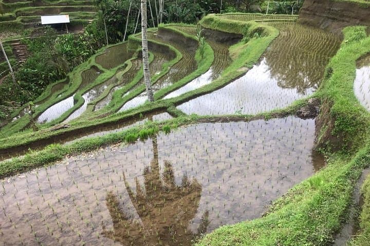 Ubud Experience: Full-Day Countryside Tour of Rice Terraces, Temples & Coffee photo 4