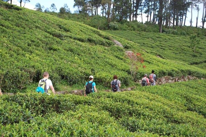 Trekking and Picnic Through Sri Lanka's Uva Tea Plantations photo 6