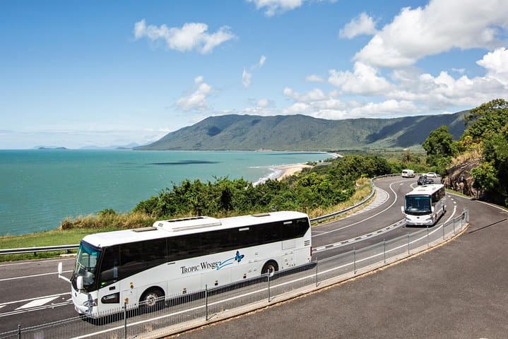 Cape Tribulation & Daintree Wilderness: Full-Day Rainforest Meets Reef Adventure photo 5