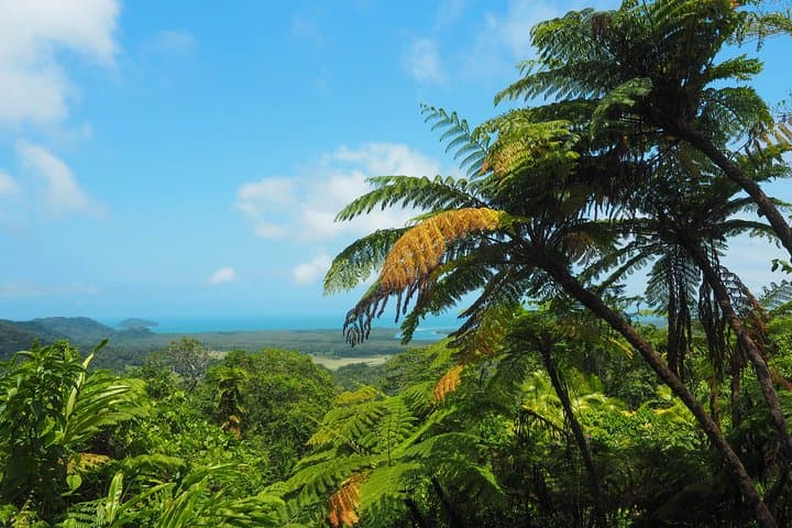 Cape Tribulation & Daintree Wilderness: Full-Day Rainforest Meets Reef Adventure photo 6