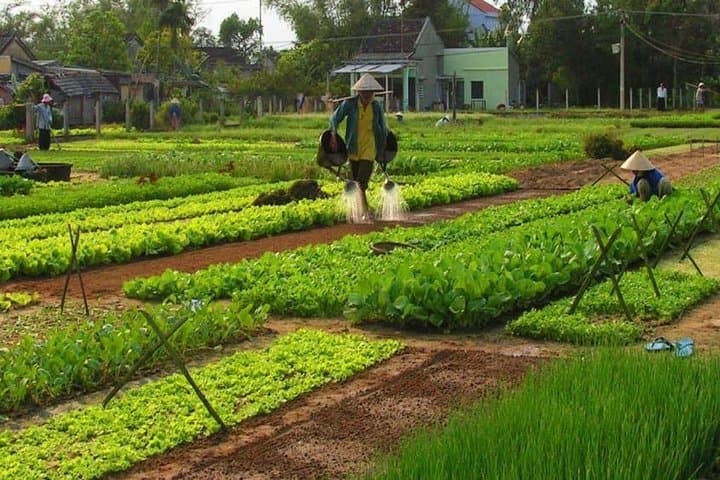Tra Que Village Farming & Lantern Making Day Trip from Hoi An photo 6
