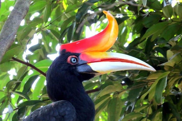 Kuala Lumpur Garden & Parks Tour: Butterfly Park and KL Bird Park in Half a Day photo 1