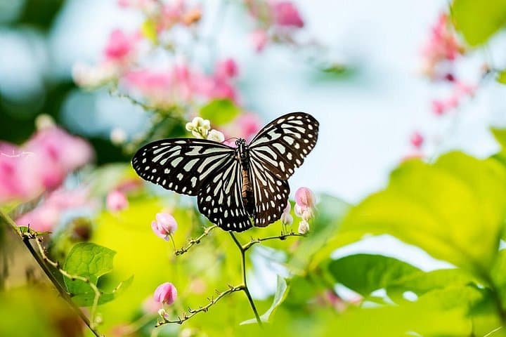 Kuala Lumpur Garden & Parks Tour: Butterfly Park and KL Bird Park in Half a Day photo 2