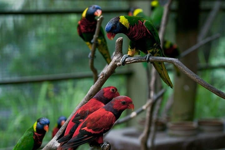 Kuala Lumpur Garden & Parks Tour: Butterfly Park and KL Bird Park in Half a Day photo 3