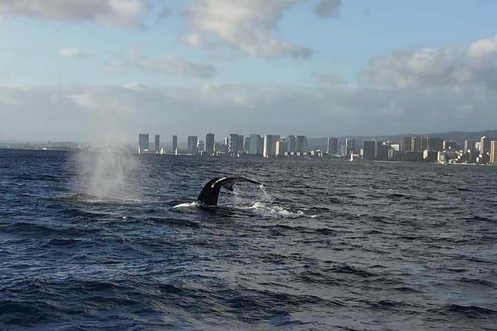 Waikiki Sunset Whale Watch: Humpback Cruise with Whale-Guarantee photo 4