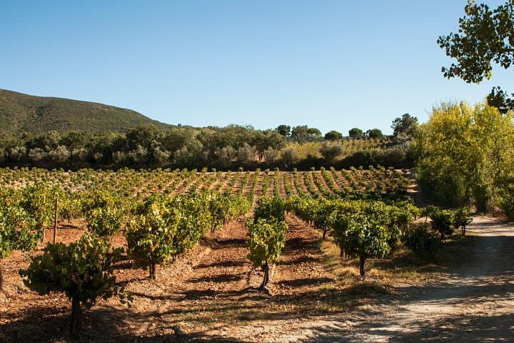 Arrábida Full-Day Private Tour: Sesimbra, Muscatel Wine & Cabo Espichel Sunset photo 5
