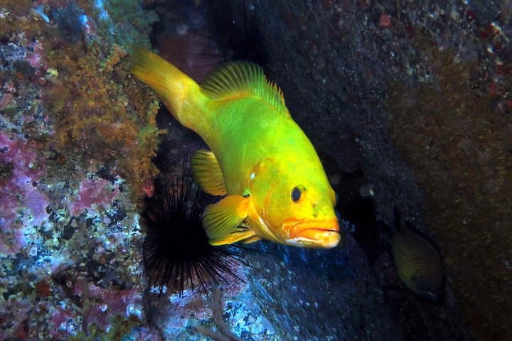 Try Scuba Diving in Madeira: Introductory Sea Dive Near Funchal photo 5