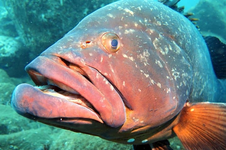 Try Scuba Diving in Madeira: Introductory Sea Dive Near Funchal photo 6