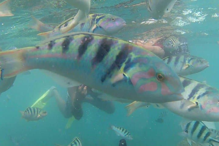 Amazing Snorkeling in Bali: Coral Gardens & Turtle Encounters from Ubud photo 3