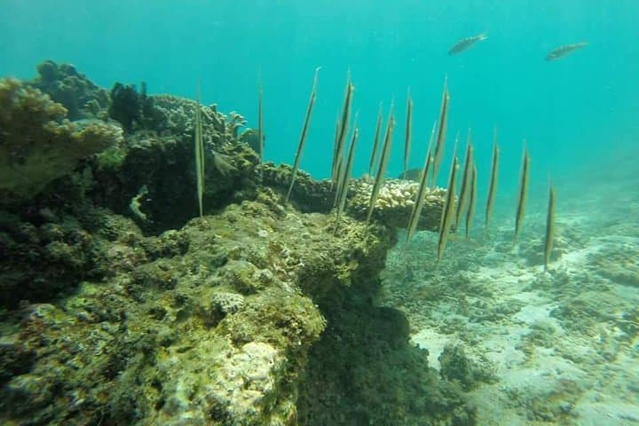Amazing Snorkeling in Bali: Coral Gardens & Turtle Encounters from Ubud photo 4