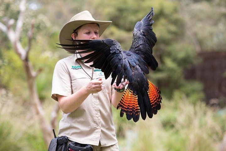 VIP Healesville Sanctuary Tour: Behind-the-Scenes Australian Wildlife Experience photo 3