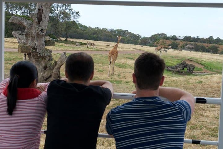 Off-Road Safari at Werribee Open Range Zoo: 75-Minute African Plains Experience photo 5