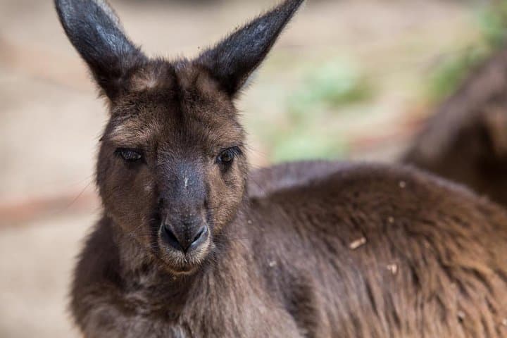 Behind-the-Scenes Australian Wildlife Tour at Melbourne Zoo photo 3