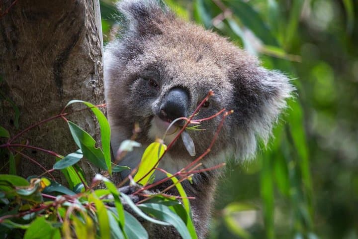 Behind-the-Scenes Australian Wildlife Tour at Melbourne Zoo photo 5